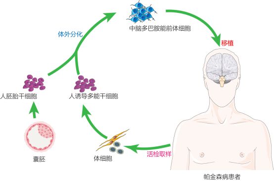 复旦校友领航，跃赛生物获数千万元天使轮融资，深耕干细胞治疗新赛道
